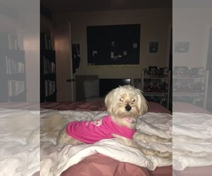 Bichon Frise-Unknown Mix Dogs for adoption in Chandler, AZ, USA