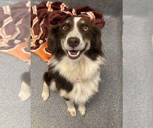 Mutt Dogs for adoption in Greenbelt, MD, USA