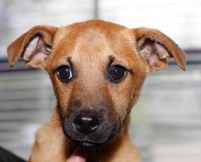 Medium Photo #1 Labrador Retriever Puppy For Sale in Rossville, TN, USA