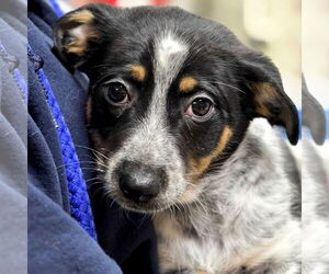 Rat Terrier-Unknown Mix Dogs for adoption in Jefferson, WI, USA