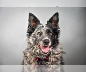 Australian Cattle Dog Dogs for adoption in Fort Collins, CO, USA