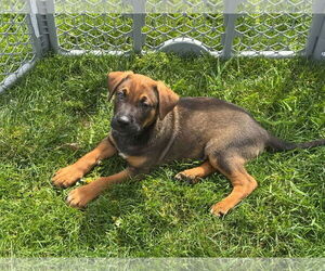 German Shepherd Dog-Retriever Mix Dogs for adoption in Mechanicsburg, PA, USA