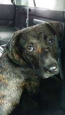 Plott Hound Dogs for adoption in Oxford, NC, USA