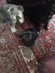 Shih Tzu Dogs for adoption in Lenoir, NC, USA