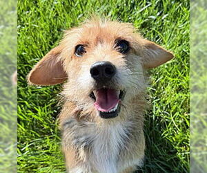 Mutt Dogs for adoption in Arlington, VA, USA