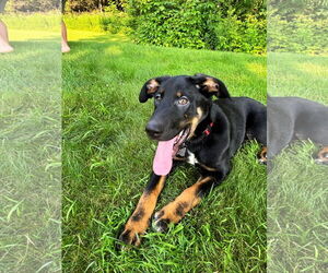 Mutt Dogs for adoption in Shelburne, VT, USA