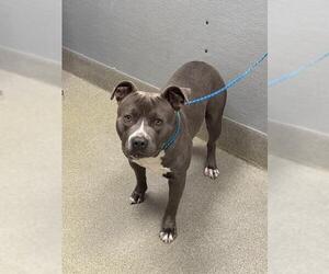 Mutt Dogs for adoption in Las Vegas, NV, USA