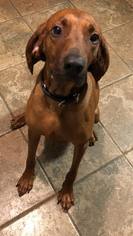 Coonhound Dogs for adoption in South Park, PA, USA