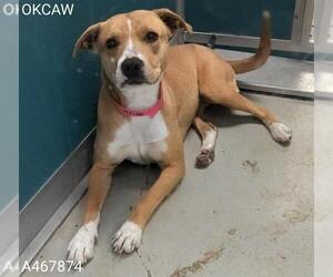 American Pit Bull Terrier-Unknown Mix Dogs for adoption in Oklahoma City, OK, USA