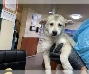 Huskies -Labrador Retriever Mix Dogs for adoption in Pasadena, CA, USA