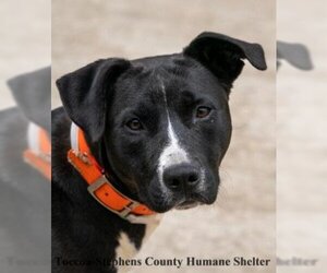 Labrador Retriever Dogs for adoption in Roswell, GA, USA