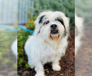 Bulldog Dogs for adoption in Salinas, CA, USA