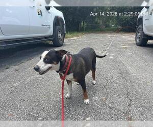 American Pit Bull Terrier Dogs for adoption in Ocala, FL, USA