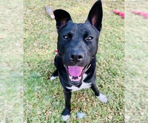 American Pit Bull Terrier-Siberian Husky Mix Dogs for adoption in Santa Barbara, CA, USA