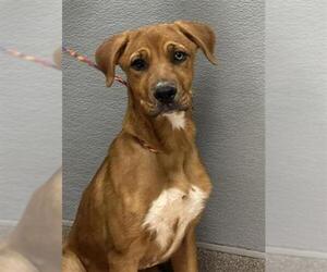 German Shepherd Dog-Unknown Mix Dogs for adoption in Las Vegas, NV, USA