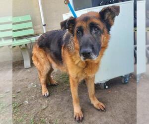 German Shepherd Dog Dogs for adoption in Long Beach, CA, USA