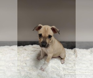 American Pit Bull Terrier-Labrador Retriever Mix Dogs for adoption in St. Louis Park, MN, USA