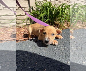 Mutt Dogs for adoption in Sterling, MA, USA