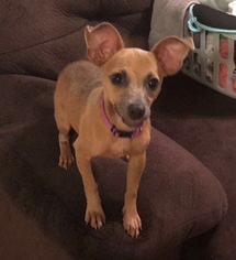Chiweenie Dogs for adoption in Guilford, CT, USA