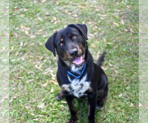 Mutt Dogs for adoption in Unionville, PA, USA
