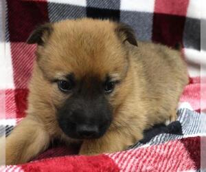 Mutt Dogs for adoption in Thief River Falls, MN, USA