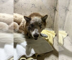 Siberian Husky Dogs for adoption in St. Cloud, FL, USA