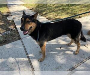 German Shepherd Dog-Unknown Mix Dogs for adoption in Grand Prairie, TX, USA