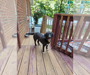 Medium Photo #2 Mutt Puppy For Sale in Thomasville, NC, USA