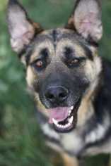 Medium Photo #1 German Shepherd Dog-Unknown Mix Puppy For Sale in Dodson, MT, USA