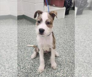 Mutt Dogs for adoption in Salisbury, NC, USA