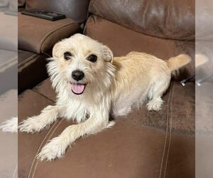 Jack Russell Terrier-Unknown Mix Dogs for adoption in Spring Lake, NC, USA