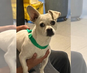 Chihuahua Dogs for adoption in Rancho Cucamonga, CA, USA