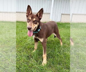 Australian Kelpie-Unknown Mix Dogs for adoption in Genesee, WI, USA