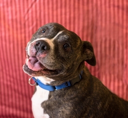 Medium Photo #1 American Pit Bull Terrier Puppy For Sale in Birdsboro, PA, USA