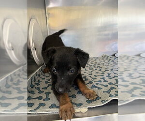 German Shepherd Dog-Unknown Mix Dogs for adoption in San Andreas, CA, USA