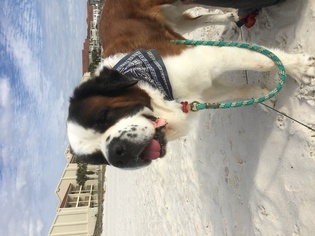 Saint Bernard Dogs for adoption in Dothan, AL, USA