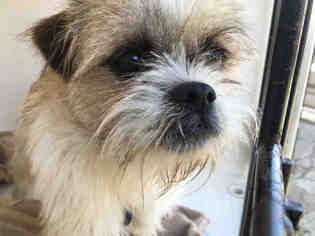 Border Terrier Dogs for adoption in Louisville, KY, USA