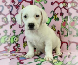 Raggle Dogs for adoption in Morton Grove, IL, USA