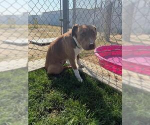 American Pit Bull Terrier Dogs for adoption in Bakersfield, CA, USA