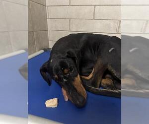 Doberman Pinscher Dogs for adoption in Stockton, CA, USA