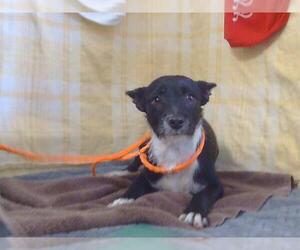 Chihuahua Dogs for adoption in Sacramento, CA, USA