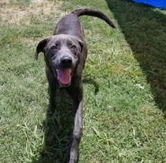 Blue Lacy-Labrador Retriever Mix Dogs for adoption in Longview, TX, USA