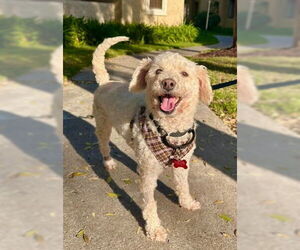 Poodle (Miniature) Dogs for adoption in San Diego, CA, USA