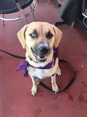 Sheprador Dogs for adoption in Irving, TX, USA