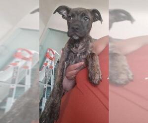 American Pit Bull Terrier Dogs for adoption in Stockton, CA, USA