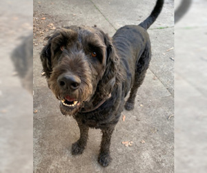 Labradoodle Dogs for adoption in Kent, OH, USA