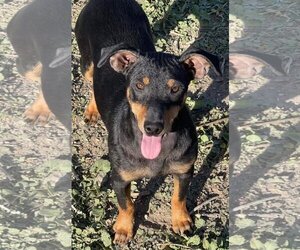 Dachshund-Doberman Pinscher Mix Dogs for adoption in Alta Loma, CA, USA