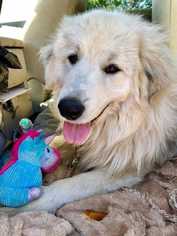 Great Pyrenees-Unknown Mix Dogs for adoption in Azle, TX, USA