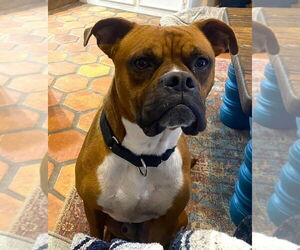 Boxer Dogs for adoption in Austin, TX, USA