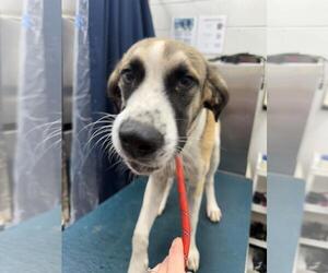 Black Mouth Cur-Unknown Mix Dogs for adoption in Mobile, AL, USA